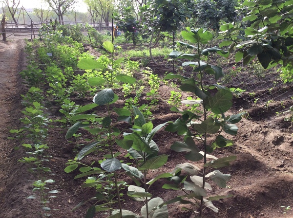 young rosellas - a type of hibiscus 600